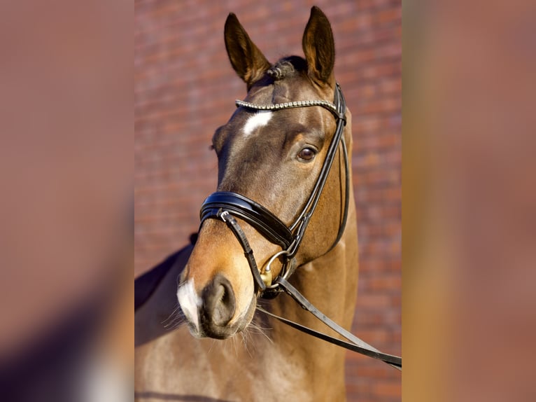 Oldenburg Gelding 4 years 16,1 hh Bay-Dark in Westerstede