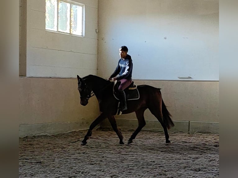 Oldenburg Gelding 4 years 16,1 hh Bay-Dark in Hilgermissen