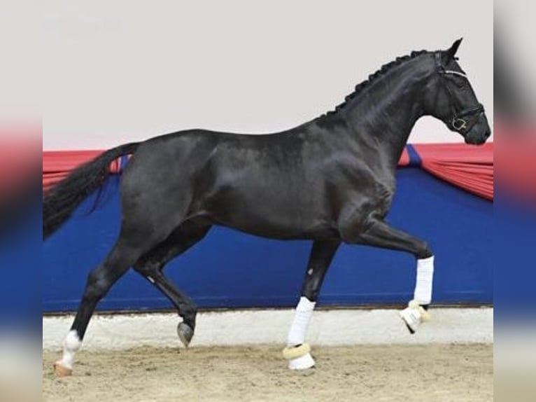 Oldenburg Gelding 4 years 16,1 hh Black in Ansbach