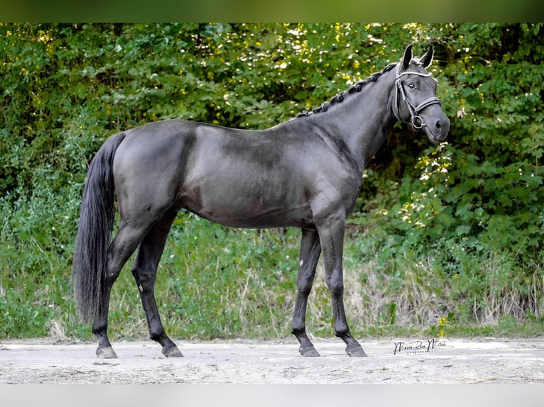 Oldenburg Gelding 4 years 16,1 hh Black in Bad Vilbel