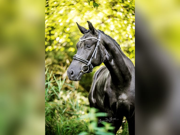 Oldenburg Gelding 4 years 16,1 hh Black in Bad Vilbel