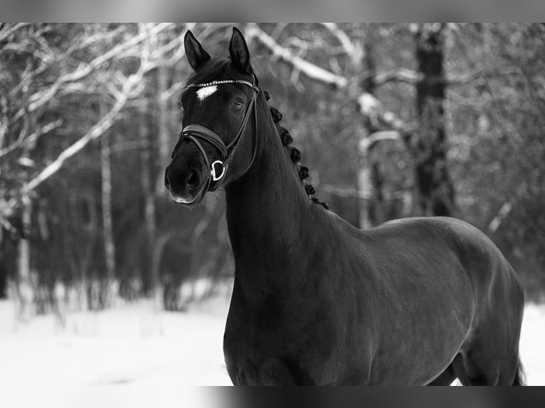 Oldenburg Gelding 4 years 16,1 hh Black in Wentorf bei Hamburg