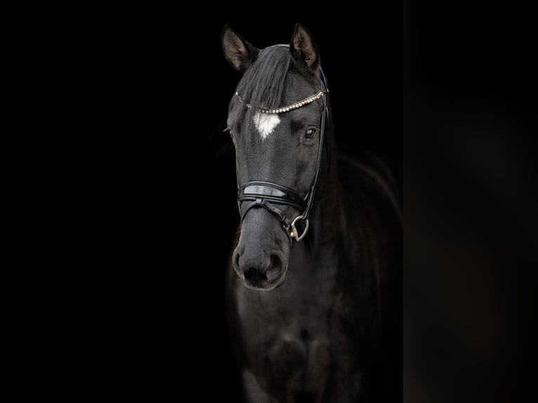 Oldenburg Gelding 4 years 16,1 hh Black in Wentorf bei Hamburg