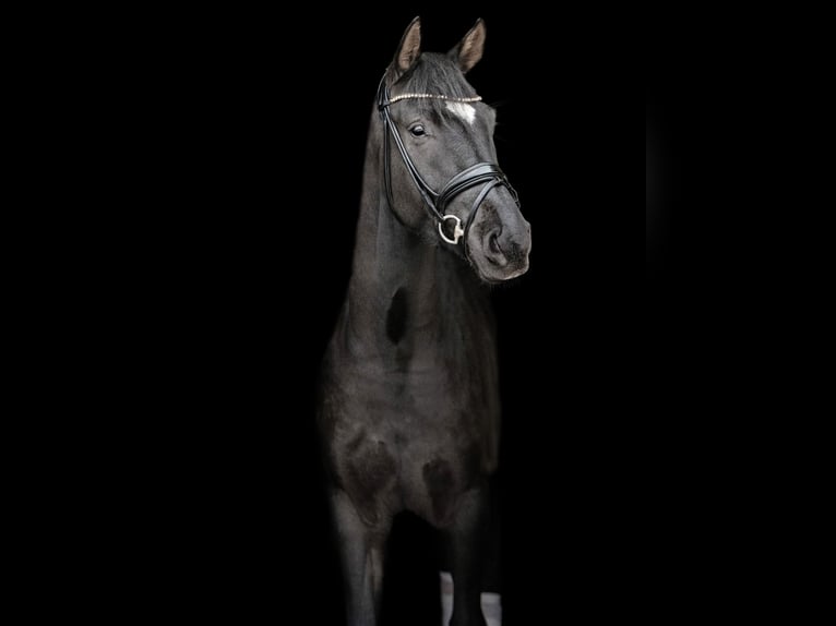 Oldenburg Gelding 4 years 16,1 hh Black in Wentorf bei Hamburg