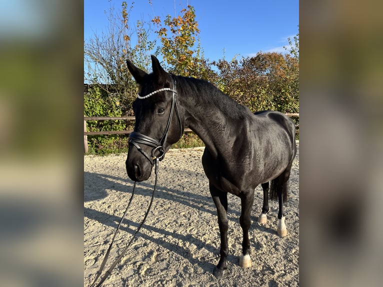 Oldenburg Gelding 4 years 16,1 hh Black in Griesheim