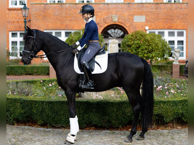Oldenburg Gelding 4 years 16.1 hh Black in Kirchlinteln