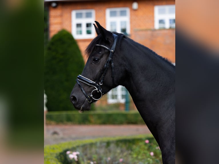 Oldenburg Gelding 4 years 16.1 hh Black in Kirchlinteln