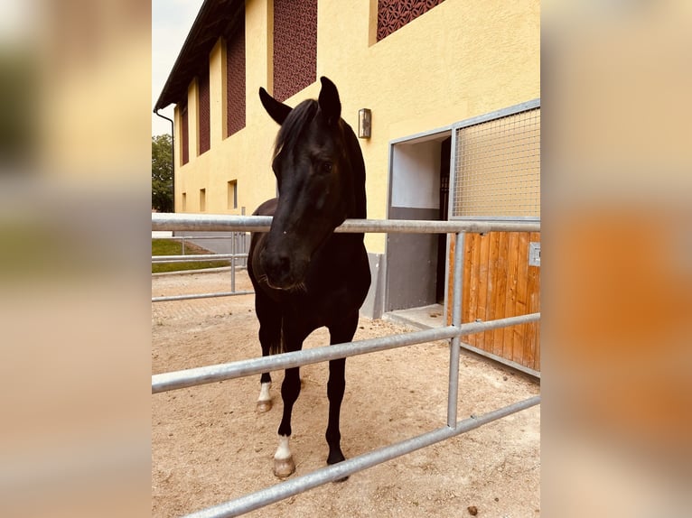 Oldenburg Gelding 4 years 16,1 hh Black in Klagenfurt