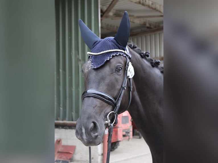 Oldenburg Gelding 4 years 16,1 hh Black in Niederkassel