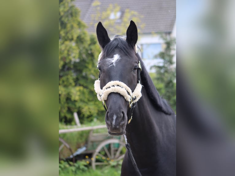 Oldenburg Gelding 4 years 16,1 hh Black in Niederkassel