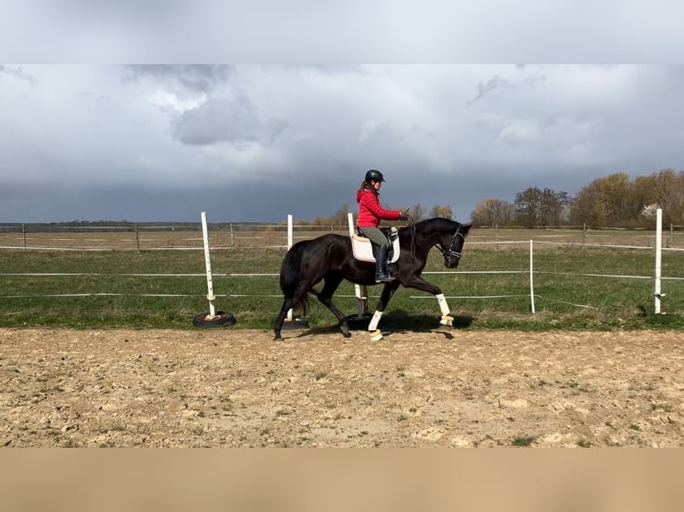 Oldenburg Gelding 4 years 16.1 hh Black in Rochau