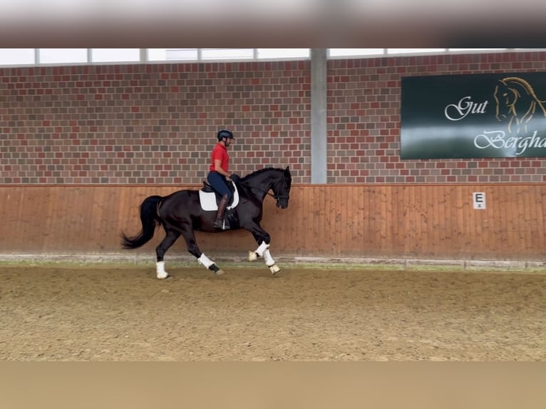 Oldenburg Gelding 4 years 16,1 hh Black in Recklinghausen