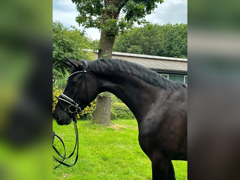 Oldenburg Gelding 4 years 16,1 hh Black in Vechta