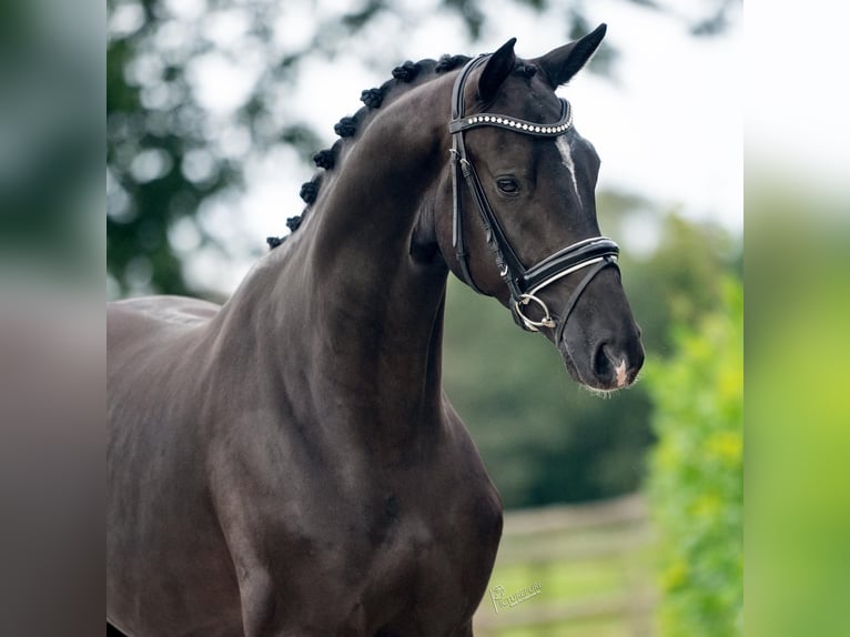 Oldenburg Gelding 4 years 16,1 hh Black in Weert