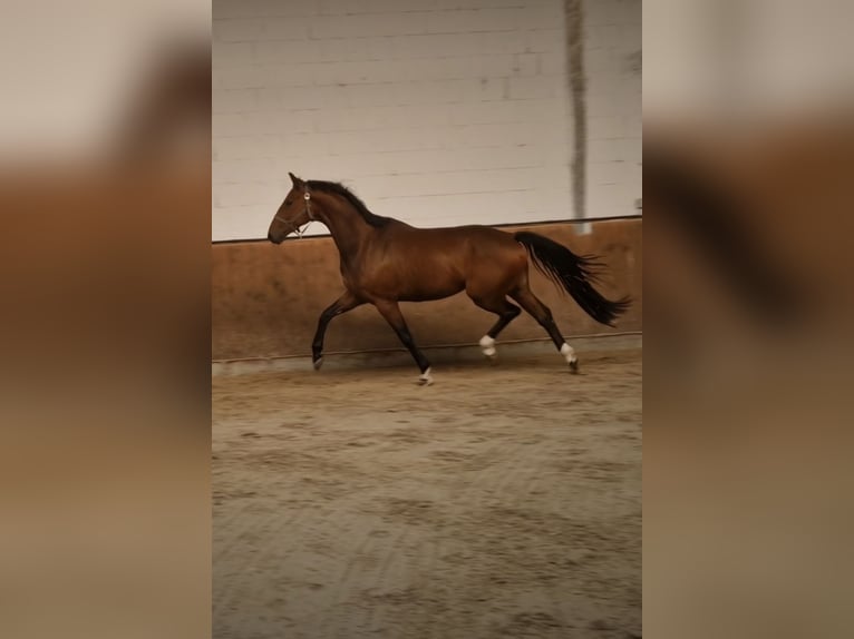 Oldenburg Gelding 4 years 16,1 hh Brown in Bruchsal