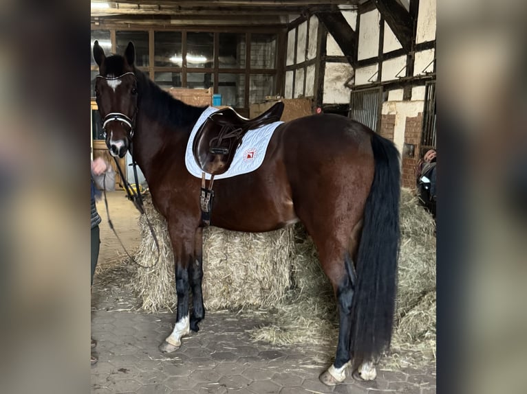 Oldenburg Gelding 4 years 16,1 hh Brown in Hasbergen