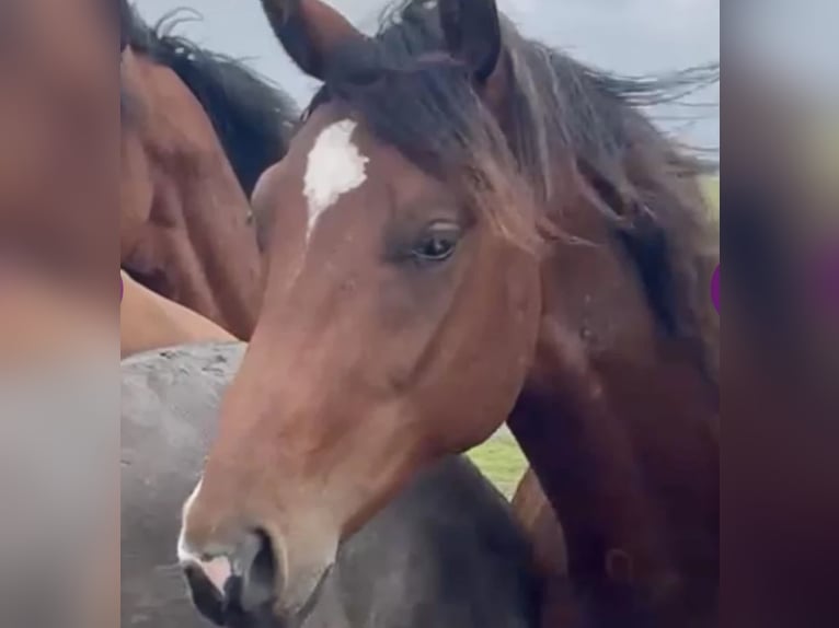 Oldenburg Gelding 4 years 16,1 hh Brown in Hasbergen