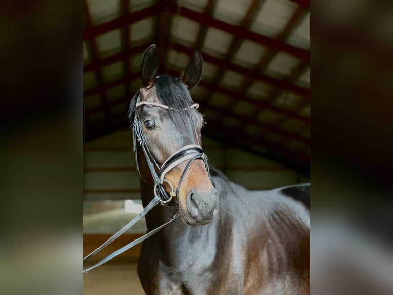 Oldenburg Gelding 4 years 16,1 hh Brown in Kietz