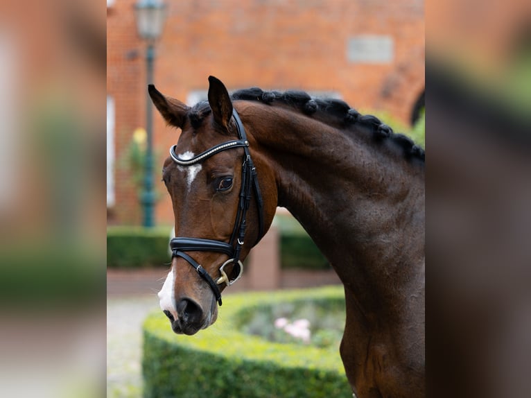 Oldenburg Gelding 4 years 16.1 hh Brown in Kirchlinteln