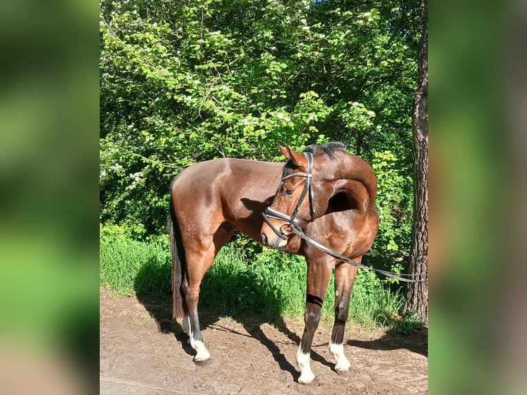 Oldenburg Gelding 4 years 16.1 hh Brown in Barenburg