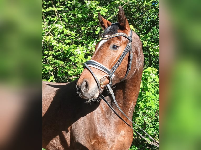 Oldenburg Gelding 4 years 16.1 hh Brown in Barenburg