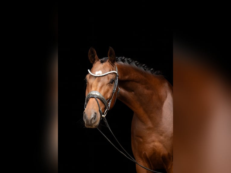 Oldenburg Gelding 4 years 16,1 hh Brown in Lehrberg