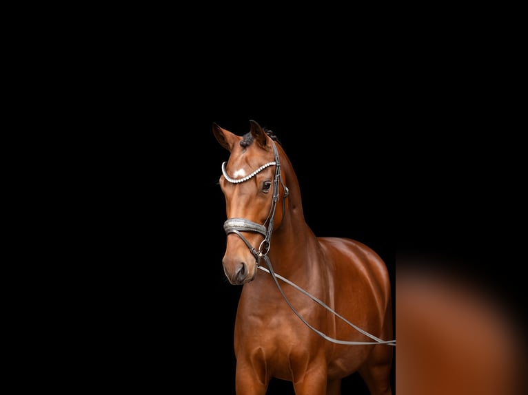 Oldenburg Gelding 4 years 16,1 hh Brown in Lehrberg