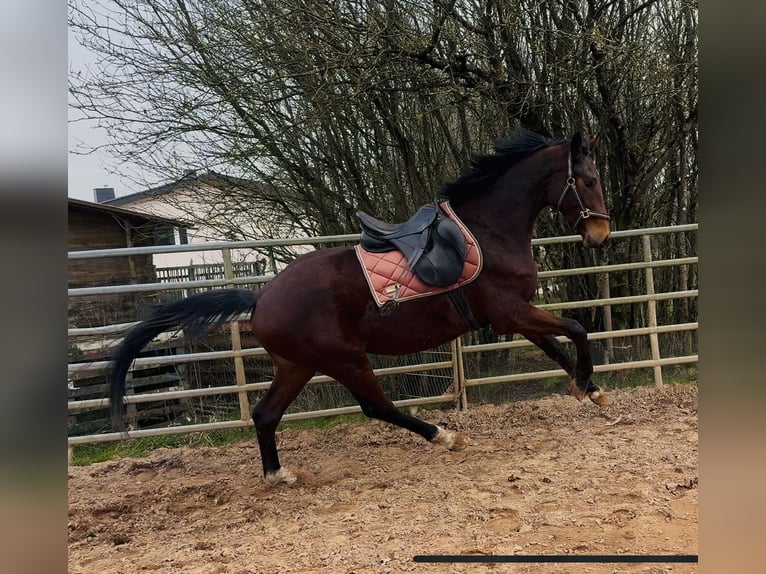 Oldenburg Gelding 4 years 16.1 hh Brown in Nohfelden