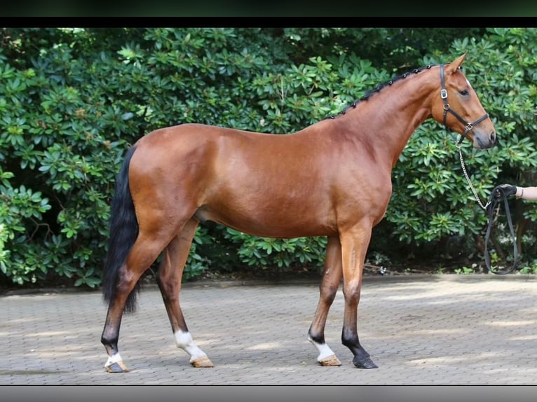 Oldenburg Gelding 4 years 16,1 hh Brown in Eggelsberg