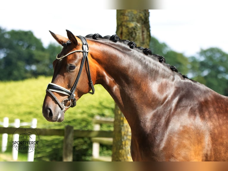 Oldenburg Gelding 4 years 16,1 hh Brown in Visbek