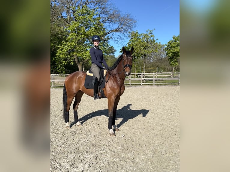Oldenburg Gelding 4 years 16.1 hh Brown in Wardenburg