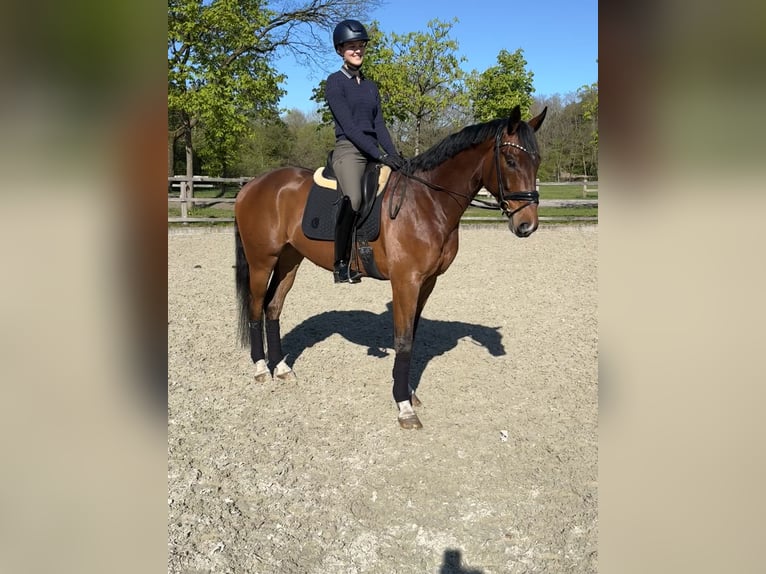Oldenburg Gelding 4 years 16.1 hh Brown in Wardenburg