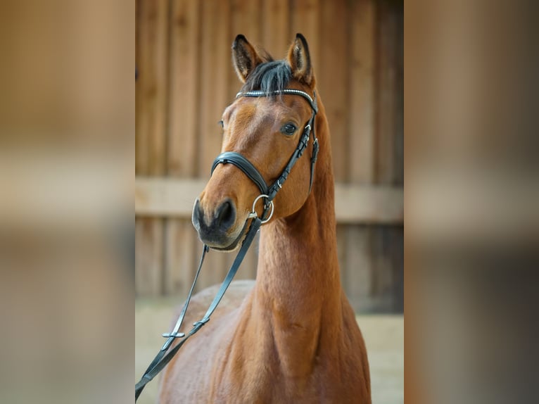 Oldenburg Gelding 4 years 16,1 hh Brown in St.Veit/G&#xF6;lsen