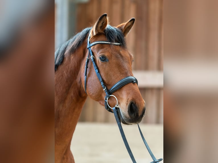 Oldenburg Gelding 4 years 16,1 hh Brown in St.Veit/G&#xF6;lsen