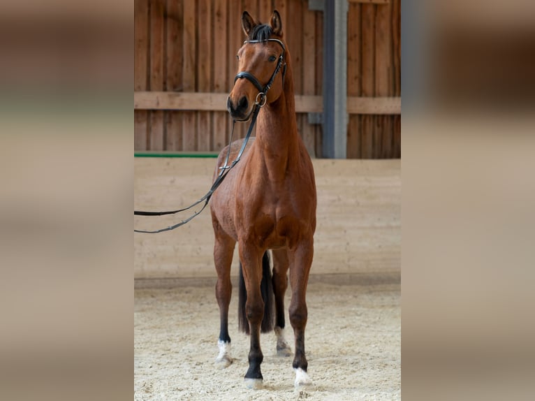 Oldenburg Gelding 4 years 16,1 hh Brown in St.Veit/G&#xF6;lsen