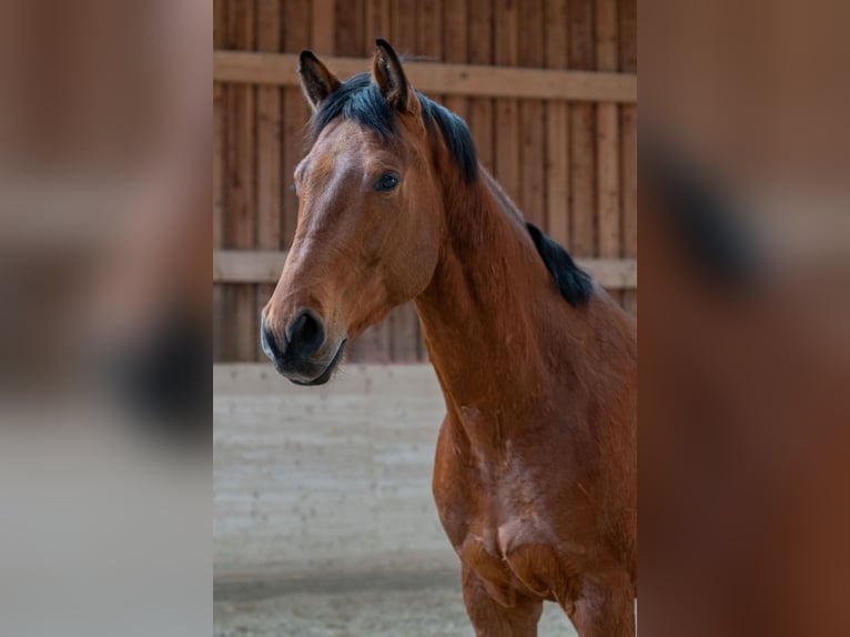 Oldenburg Gelding 4 years 16,1 hh Brown in St.Veit/G&#xF6;lsen