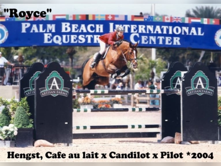 Oldenburg Gelding 4 years 16.1 hh Brown in Bramsche