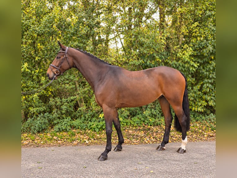 Oldenburg Gelding 4 years 16.1 hh Brown in Öpfingen