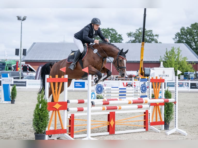 Oldenburg Gelding 4 years 16.1 hh Brown in Bramsche