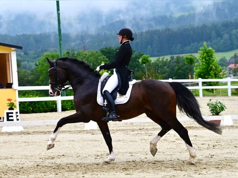 Oldenburg Gelding 4 years 16.1 hh Brown in Bramsche