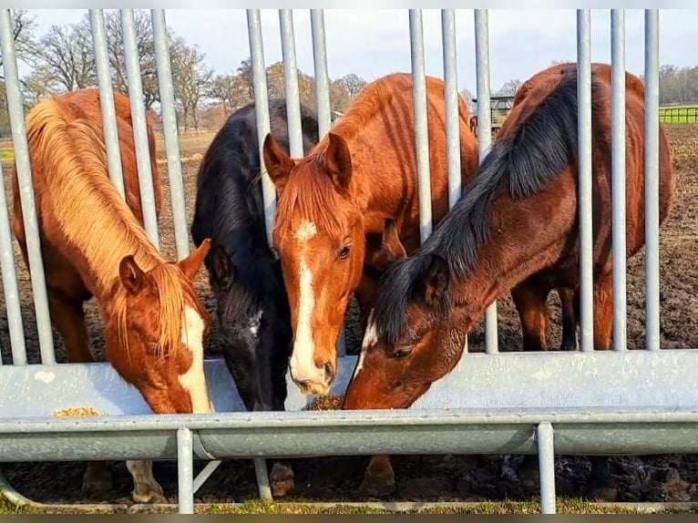 Oldenburg Gelding 4 years 16,1 hh Chestnut in Hagen im Bremischen