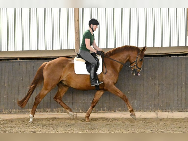 Oldenburg Gelding 4 years 16,1 hh Chestnut in Hagen im Bremischen