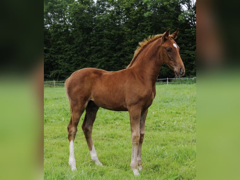 Oldenburg, Gelding, 4 years, 16.1 hh, Chestnut