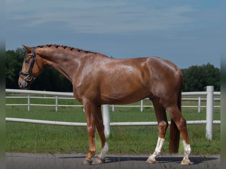 Oldenburg Gelding 4 years 16.1 hh Chestnut in Lentföhrden