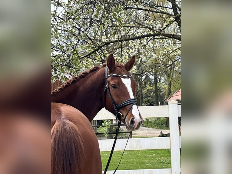 Oldenburg Gelding 4 years 16.1 hh Chestnut-Red in Bakum