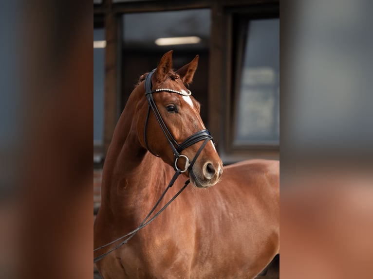 Oldenburg Gelding 4 years 16.1 hh Chestnut-Red in Heidesheim am Rhein
