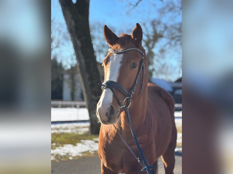 Oldenburg Gelding 4 years 16.1 hh Chestnut-Red in Stadl-Paura
