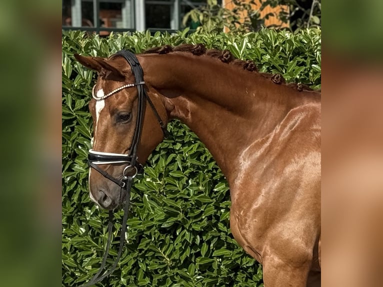 Oldenburg Gelding 4 years 16,1 hh Chestnut-Red in Visbek