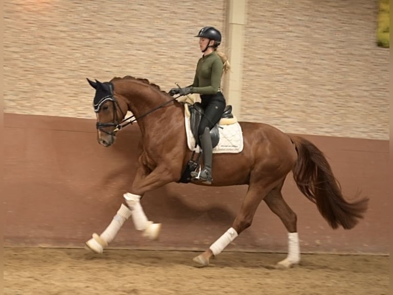 Oldenburg Gelding 4 years 16.1 hh Chestnut-Red in Wehringen