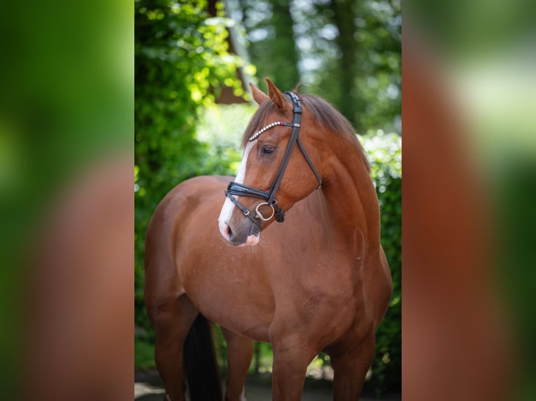 Oldenburg Gelding 4 years 16.1 hh Chestnut-Red in Essen (Oldenburg)Essen Oldenburg